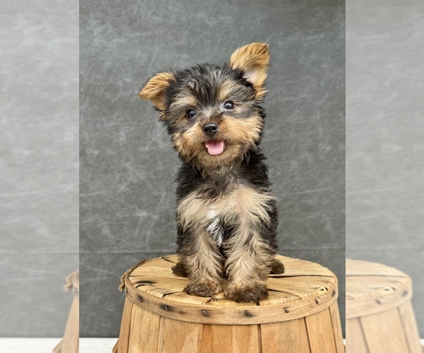 Medium Photo #13 Yorkshire Terrier Puppy For Sale in OCALA, FL, USA