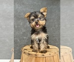 Small #12 Yorkshire Terrier
