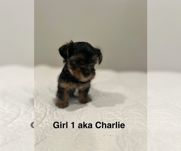 Medium Photo #6 YorkiePoo Puppy For Sale in COVINA, CA, USA