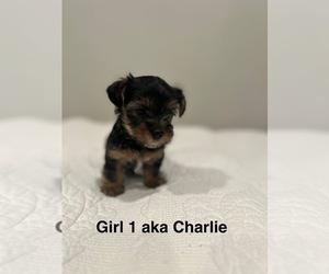 Medium YorkiePoo
