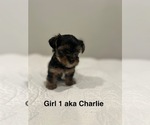 Puppy Charlie YorkiePoo