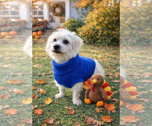 Medium Photo #4 Maltese-Unknown Mix Puppy For Sale in Euless, TX, USA