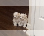 Small Photo #27 Maltese Puppy For Sale in ROSWELL, GA, USA