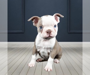 Boston Terrier Puppy for sale in LAKELAND, FL, USA