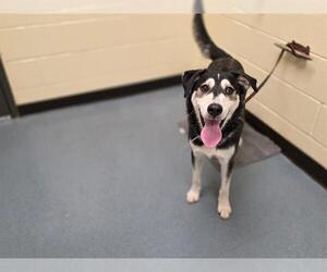 German Shepherd Dog-Siberian Husky Mix Dogs for adoption in Denver, CO, USA