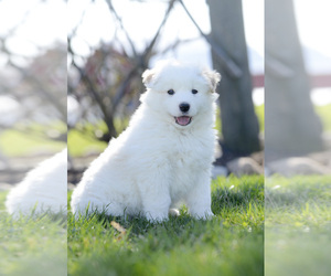 Pomeranian Puppy for sale in BONDUEL, WI, USA