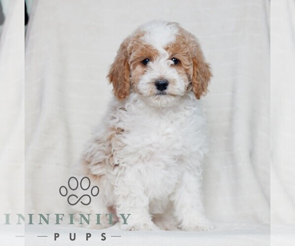 Medium Photo #1 Poodle (Miniature) Puppy For Sale in HONEY BROOK, PA, USA