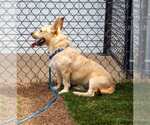 Small #4 Pembroke Welsh Corgi Mix