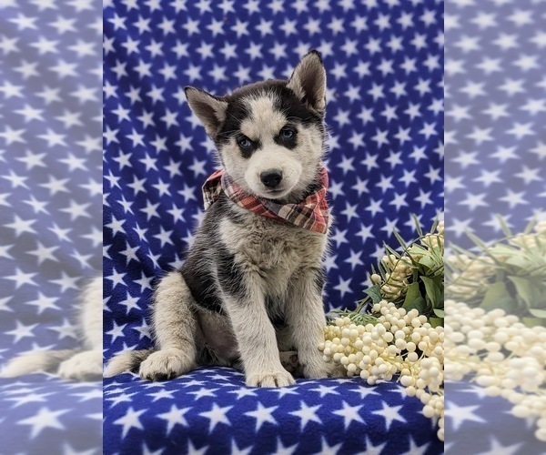 Medium Photo #4 Siberian Husky Puppy For Sale in QUARRYVILLE, PA, USA