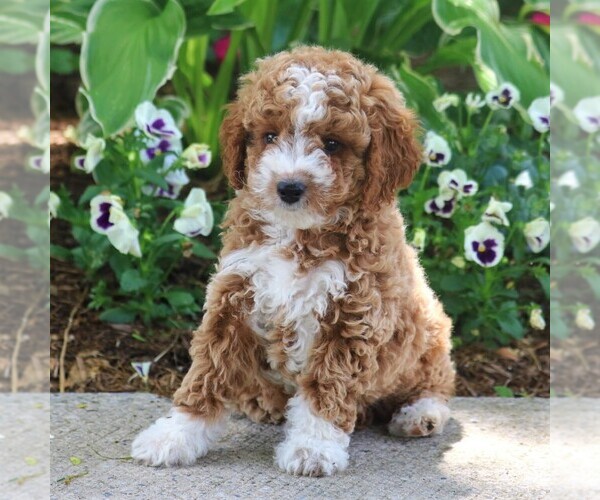 Medium Photo #3 Poodle (Miniature) Puppy For Sale in MYERSTOWN, PA, USA