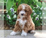 Small #2 Poodle (Miniature)