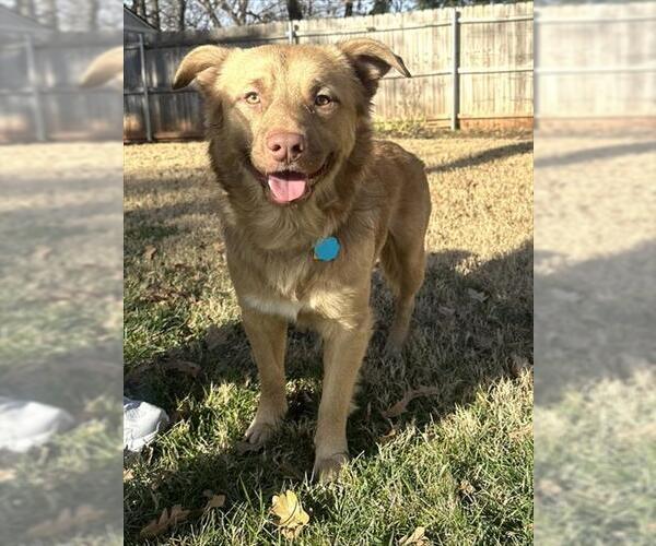 Medium Photo #2 Australian Shepherd-Unknown Mix Puppy For Sale in Oklahoma City, OK, USA