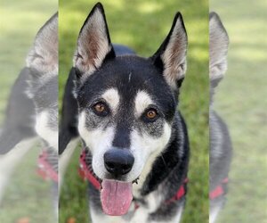 Huskies -Unknown Mix Dogs for adoption in Miami, FL, USA