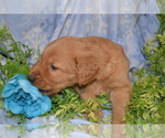 Small #3 Golden Retriever