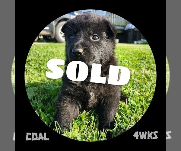 Medium Photo #4 German Shepherd Dog Puppy For Sale in BROOKFIELD, MO, USA