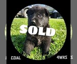 Small #3 German Shepherd Dog