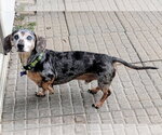 Arnie - Male Dachshund Dog for Adoption - Small photo