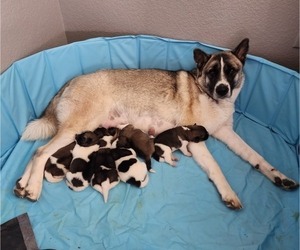 Mother of the Akita puppies born on 12/27/2022