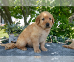 Small Photo #8 Golden Retriever Puppy For Sale in WOLCOTTVILLE, IN, USA