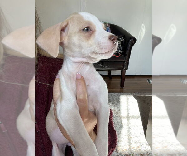 Medium Photo #3 German Shorthaired Lab Puppy For Sale in Brewster, NY, USA