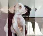 Small #2 German Shorthaired Lab