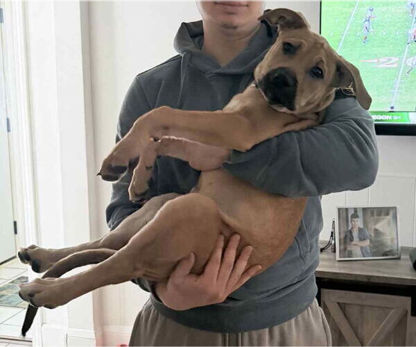 Medium Photo #2 Mutt Puppy For Sale in Farmington, MN, USA