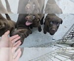 Small #5 Labrador Retriever