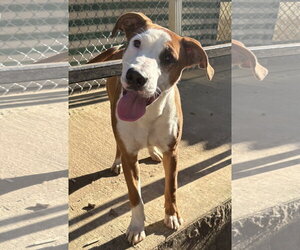 American Pit Bull Terrier-Unknown Mix Dogs for adoption in Wetumpka, AL, USA