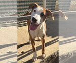 261623  Guthrie - Male American Pit Bull Terrier-Unknown Mix Dog for Adoption - Small photo