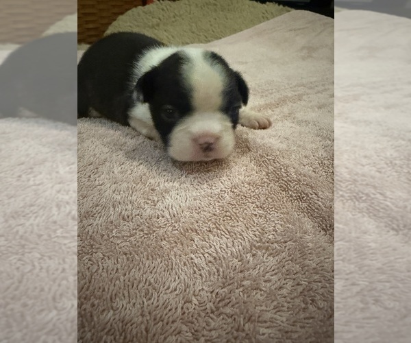 Medium Photo #1 Boston Terrier Puppy For Sale in FREDONIA, KS, USA