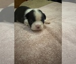 Puppy Bessie Boston Terrier
