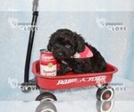 Small Photo #14 YorkiePoo Puppy For Sale in SANGER, TX, USA