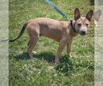 Small #7 American Staffordshire Terrier-German Shepherd Dog Mix