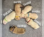 Small #9 Anatolian Shepherd-Great Pyrenees Mix