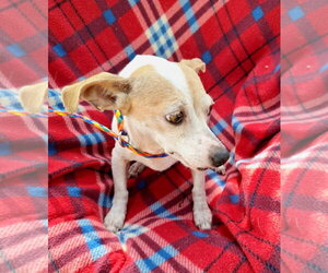 Liliana - Female Chihuahua-Unknown Mix Dog for Adoption - Photo #3