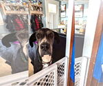 Small #8 Great Dane