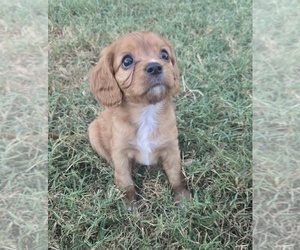 Cavalier King Charles Spaniel Puppy for sale in BRISTOW, OK, USA