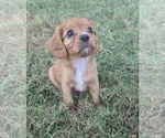 Small Cavalier King Charles Spaniel