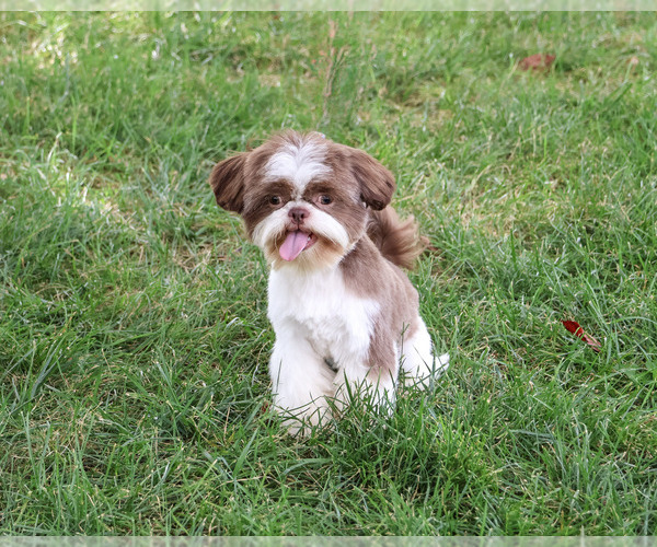 Medium Photo #6 Shih Tzu Puppy For Sale in SYRACUSE, IN, USA