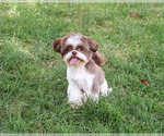 Small #5 Shih Tzu