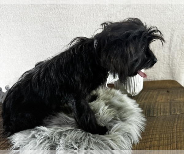 Medium Photo #7 YorkiePoo Puppy For Sale in NAPPANEE, IN, USA