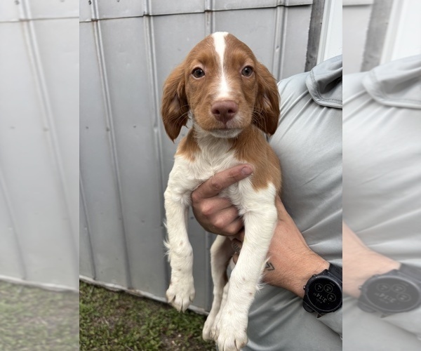 Medium Photo #23 Brittany Puppy For Sale in FISHER, IL, USA