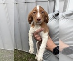 Puppy Puppy 10 Brittany