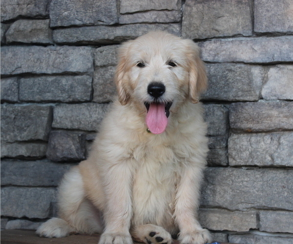 Medium Photo #1 Goldendoodle Puppy For Sale in SQUAW VALLEY, CA, USA