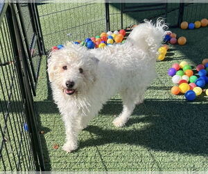 Poodle (Miniature) Dogs for adoption in Tempe , AZ, USA