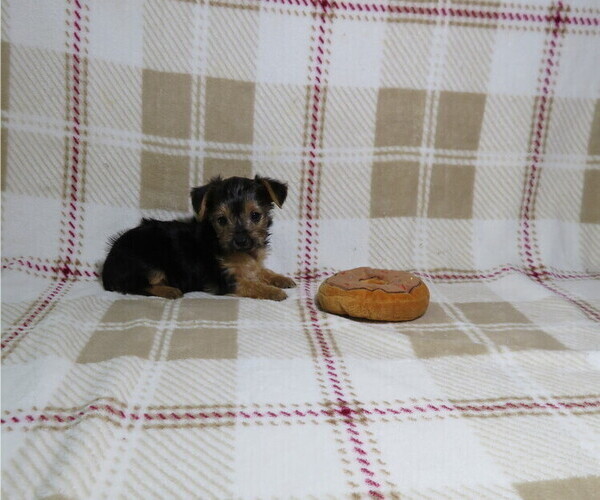Medium Photo #3 Yorkshire Terrier Puppy For Sale in COOKEVILLE, TN, USA