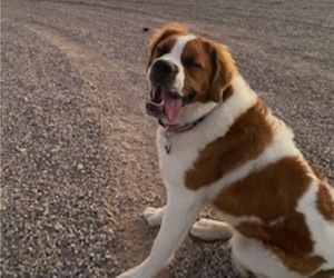 Mother of the Saint Bernard puppies born on 04/09/2023