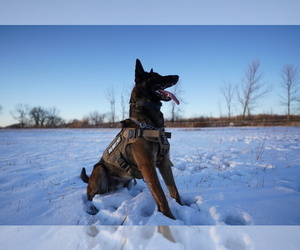 Father of the Belgian Malinois puppies born on 11/19/2025
