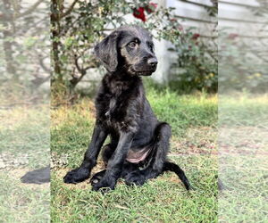 Labradoodle Dogs for adoption in Valrico, FL, USA