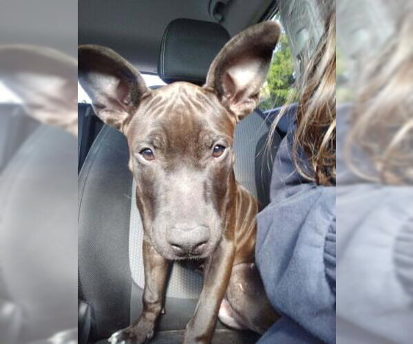 Medium Photo #38 Mutt Puppy For Sale in Pompano Beach , FL, USA